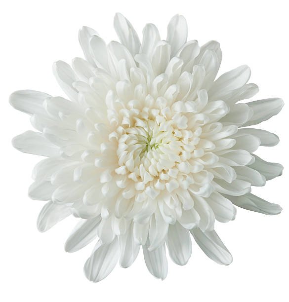 white chrysanthemum on pure white. clipping path included